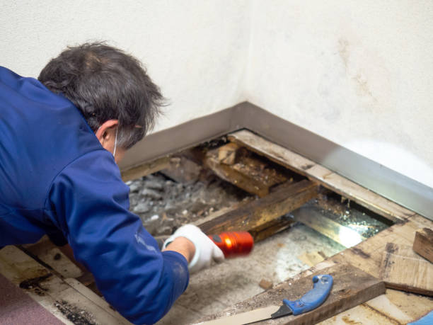 Best Professional Mold Removal  in Johnson City, TX
