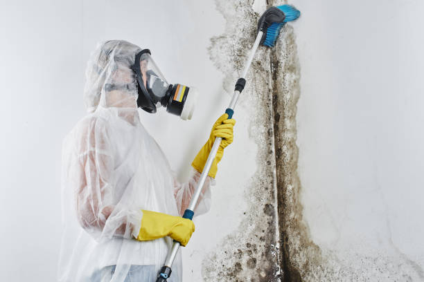 Best Mold Removal Near Me  in Johnson City, TX