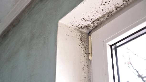 Best Commercial Mold Removal  in Johnson City, TX