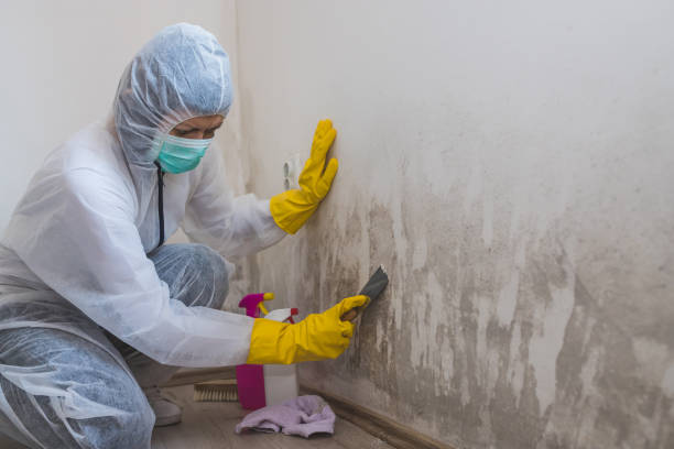 Best Attic Mold Removal  in Johnson City, TX