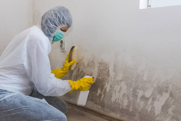 Johnson City, TX Mold Removal Company