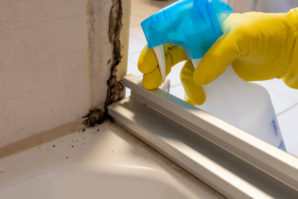Best Mold Cleaning Services  in Johnson City, TX