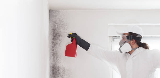 Best Same-Day Mold Removal  in Johnson City, TX