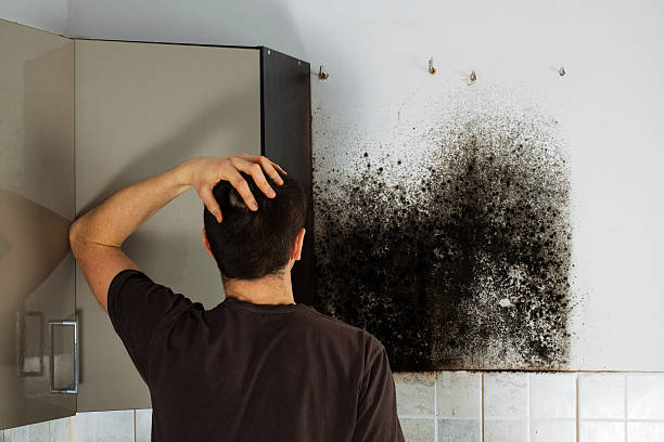 Best Mold Cleaning Services  in Johnson City, TX