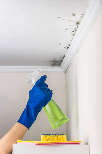 Best Mold Removal Company Near Me  in Johnson City, TX