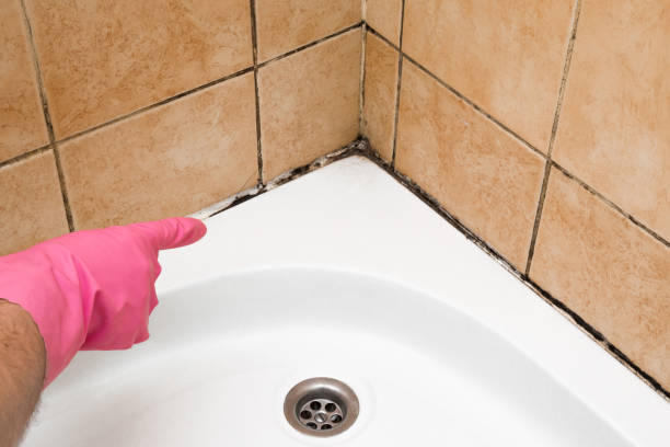 Best Black Mold Removal  in Johnson City, TX