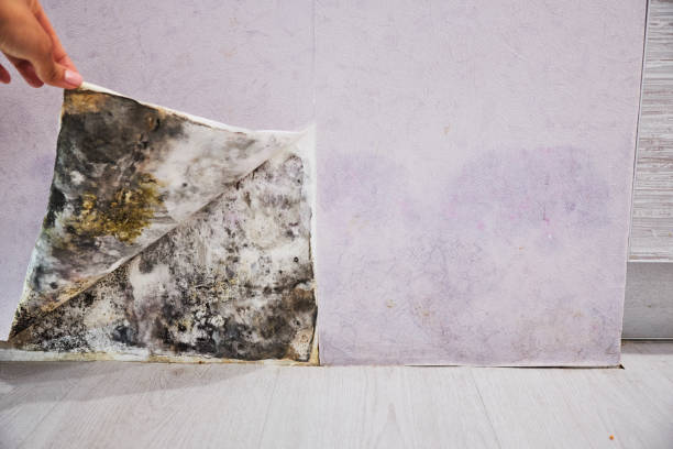 Best Certified Mold Removal  in Johnson City, TX